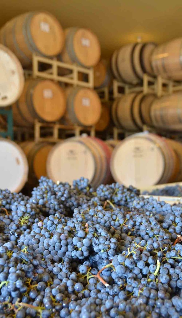 Barrel Tasting A Taste from the Winemaker